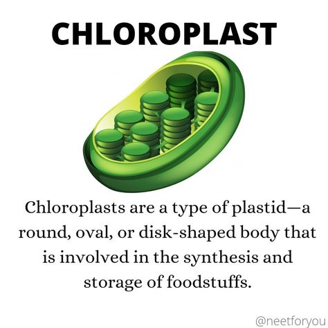 Plant Biology, Biology Facts, Ap Biology, Cell Structure, Plant Cell, Notes Inspiration, Science Project, Science Projects, Nursing School