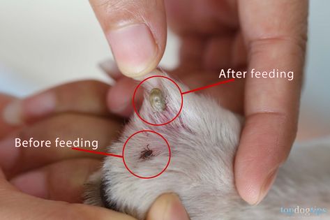 What Does a Tick Look Like on a Dog? – Top Dog Tips Tick Bites On Dogs, Dog Hot Spots, Dog Hair Removal, Ticks On Dogs, Tick Removal, Tick Bite, Tick Repellent, Dog Remedies, Dog Health Tips