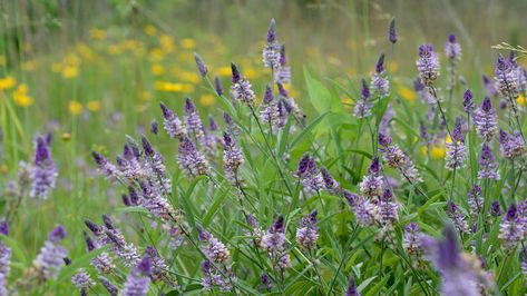 Native plants are species that are made to grow within the conditions we have in Arkansas, so they will be the easiest to grow and maintain. Native Plant Landscape, Wild Geranium, Native Plant Gardening, Invasive Plants, Dogwood Flowers, Low Maintenance Landscaping, Landscape Plan, Wildflower Garden, Flower Landscape