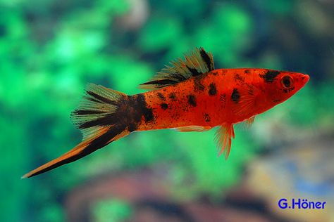 Berlin swordtail Swordtail Fish, Platy Fish, Tropical Fish Tanks, Tropical Fish Aquarium, Tropical Freshwater Fish, Fish Feed, Salt Water Fishing, Salt Water Fish, Freshwater Aquarium Fish