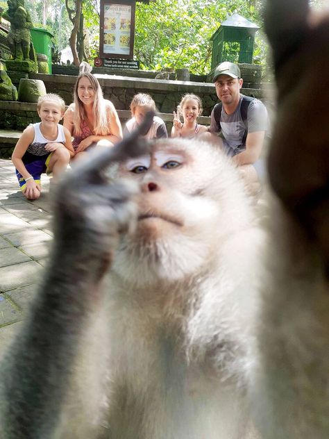 Brave Monkey Crashes Tourists' Bali Vacation Photo for a Selfie Butterfly Tattoos Ideas, 3d Butterfly Tattoo, Monkey Pictures, Butterfly Tattoos, Pet Monkey, 3d Butterfly, Monkeys Funny, Cute Monkey, Baby Monkey