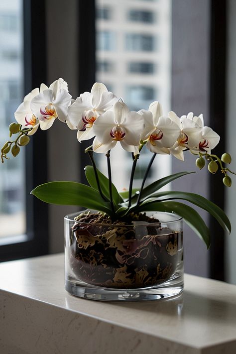 10 Best Flowers For Indoors Indoor Orchids, Gardening Vegetables, Amaryllis Bulbs, Best Flowers, Plant Ideas, Indoor Flowers, Christmas Cactus, Container Gardening Vegetables, Growing Indoors