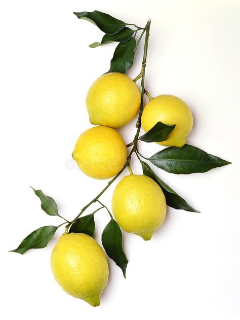 Bunch of Lemons. With leaves on white , #Ad, #Lemons, #Bunch, #white, #leaves #ad Lemon Pictures, Lemon Branch, Life Drawing Reference, Lemon Leaves, Fruit Photography, Lemon Decor, Lemon Tree, Painting Photos, Food Illustrations