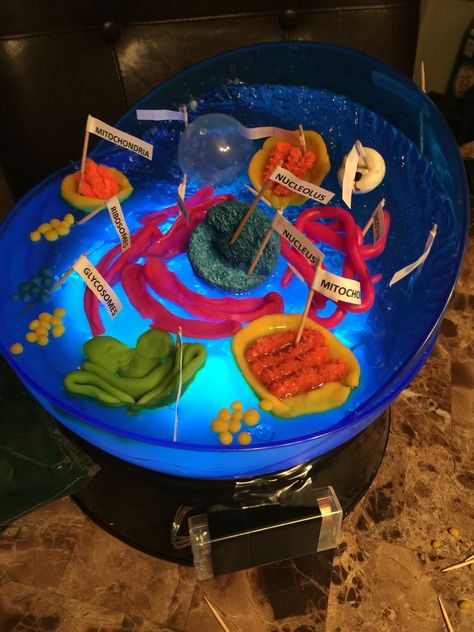 My animal cell science project. Animal Cells Project, Science Projects For School, Animal Cell Model Project, Animal Cell Drawing, 3d Animal Cell, Animal Cell Structure, Animal Cell Model, Plant Cell Project, Cell Model Project