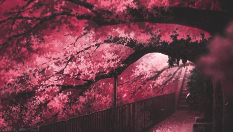 . Gif Background, Ehime, Animated Banners, Cute Banners, Sakura Tree, Banner Gif, Tree Drawing, Beautiful Gif, Aesthetic Gif