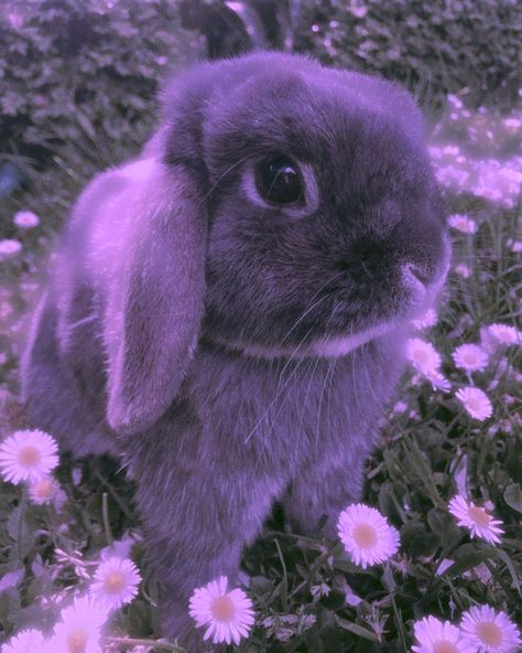 Purple Rabbit Aesthetic, Purple Bunny Aesthetic, Purple Bunny, Cute Bunny Pictures, Purple Animals, Cute Kawaii Animals, Bunny Pictures, Pet Bunny