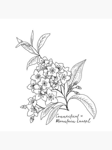 Laurel Tattoo, Cardinal Tattoos, Bird Tattoos For Women, Mountain Laurel, Birds Tattoo, Botanical Drawings, Simplistic Tattoos, Floral Illustrations, Inspirational Tattoos