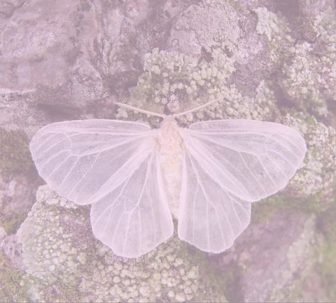 edited by @kathryn !! ☽̖́⁖✧◦ 🌸 #mothaesthetic #cottagecore #fairycore #moth #whitemoth Kathryn Aesthetic Core, Kathryn Core, Moth Aesthetic, Pink Cottagecore Aesthetic, Pastel Cottagecore, Pink Cottagecore, Fae Aesthetic, Pink Moth, Cute Moth