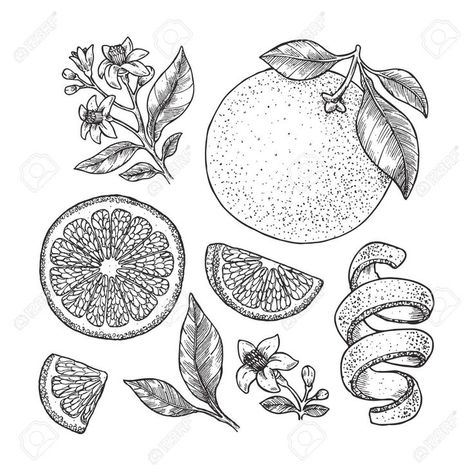 Seed Sketch, Citrus Drawing, Harry Tattoos, Flax Flowers, Fruit Vector, Plant Vector, Nothing But Flowers, Insect Art, Tropical Summer