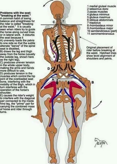 Horse Biomechanics, Rider Biomechanics, Equine Massage, Horse Lessons, Horse Exercises, Horse Facts, Horse Riding Tips, Horse Anatomy, Horse Camp