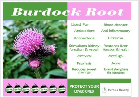 Burdock has many healing properties without the need for pharmaceuticals Burdock Root Magical Properties, Medicinal Herbs Remedies, Medicinal Weeds, Burdock Root, Medical Herbs, Herbal Tinctures, Magic Herbs, Healing Plants, Natural Healing Remedies