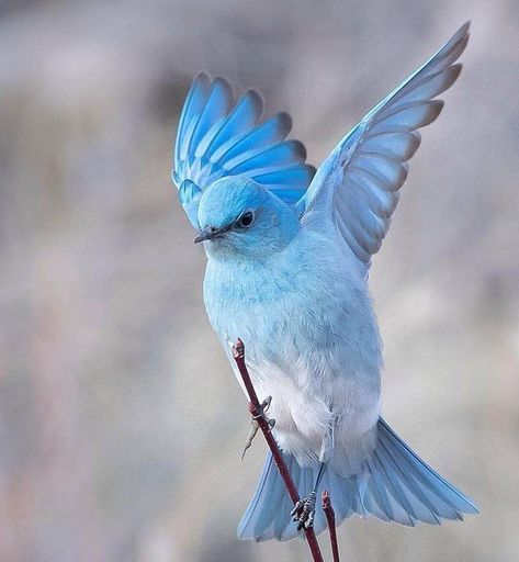 The mountain bluebird is the state bird of Idaho and Nevada Mountain Bluebird, Winter Mountain, Study Help, Exotic Birds, Pretty Birds, Long Winter, Colorful Birds, Cute Birds, Little Birds