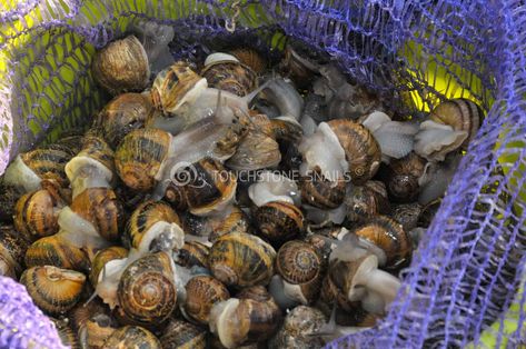 Snail Market - Discovering Viability Of Snail Farming Snail Farming, No Man's Land, Plastic Crates, Veterinary Services, Communications Strategy, Wooden Crates, Agriculture, Business Ideas, Communication