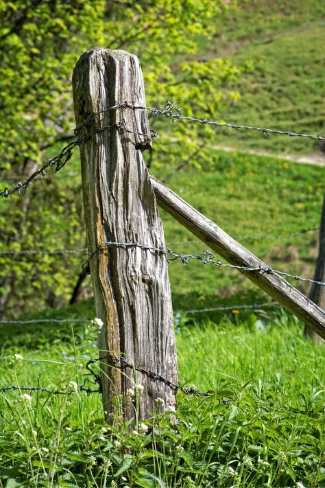 nature, fence, barbed wire, post, wood, wire Cattle Fence, Barbed Wire Fence, Pasture Fencing, Home Fencing, Country Fences, Outdoor Structure, Plant Outdoor, Beautiful Flowers Images, Old Fences