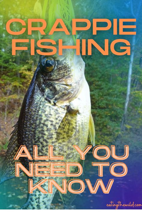 Crappie Fish Recipes, Bluegill Bait, Fish Infographic, Crappie Rigs, Catfish Rigs, Walleye Rigs, Fishing Pics, Bait For Fishing, How To Catch Crappie