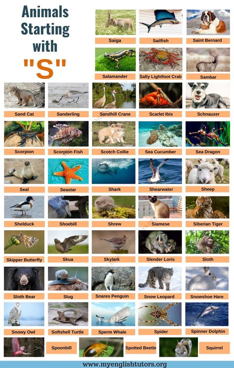 Animals That Start With A, Names For Groups Of Animals, Animal Names In English, Where To Pet Animals Chart, Kids Charts, Tree Rat, Letter T Activities, Animals Name In English, Snowshoe Hare