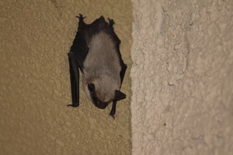 Parastrellus hesperus  Common Name: canyon bat - The canyon bat (formerly known as the western pipistrelle) occurs from Jalisco and Baja California, Mexico, northward to Washington, and from California eastward to southwestern Oklahoma. It is a bat common to the deserts, woodlands, and shrublands where it roosts day and night among boulders, or in cracks and crevices of rock faces. It has been suggested that canyon bats use burrows made by kangaroo rats (Dipodomys) and other rodents. Canyon Bat, Kangaroo Rat, Rock Faces, Peaceful Heart, Animal Reference, Baby Bats, Rock Face, Rodents, Strike A Pose