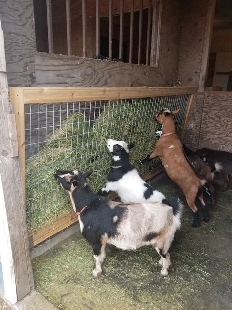 Goat Hay Feeder Goat Washing Station, Goat Hay Feeder Ideas, Hay Holder For Goats, Goat Food And Water Set Up, Goat Habitat Ideas, Goat Incloser, Goat Setup Ideas, Goat Yard Ideas, Goat Set Up