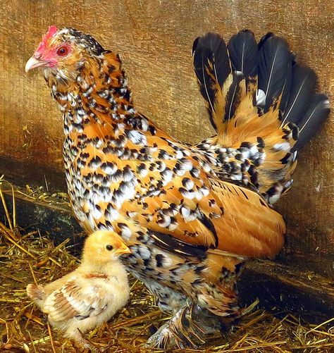 Banty Hen Bantam Chickens, Beautiful Chickens, Chicken Chick, Chickens And Roosters, Chicken Art, Chicken Breeds, Baby Goats, Raising Chickens, Fresh Eggs