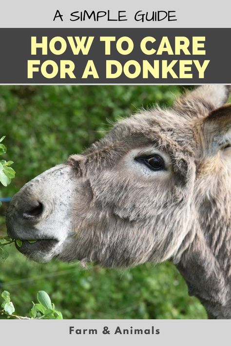 Donkey As A Pet, Caring For Donkeys, How To Care For Donkeys, Donkey Farm Ideas, Donkey House Ideas, Donkey Care Tips, Donkey Barn Ideas, Mini Donkey Care, Guard Donkey