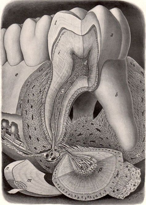 Tooth Structure, Dentist Art, Dental Images, Dental Hygiene School, Teeth Art, Dental Anatomy, Dental Facts, Dental Life, Dental Art