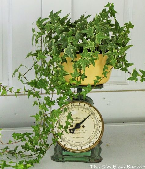 Trailing Ivy planted in an enamelware pan sits atop an old kitchen scale ~ Vintage Scale Decor, Old Scale, Old Scales, Vintage Containers, Vintage Scale, Ivy Plants, Potting Shed, Cactus Y Suculentas, Colour Palettes