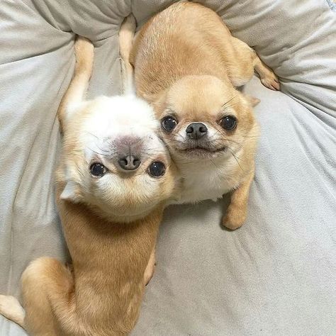 Teacup Chihuahua Puppies, Teacup Chihuahua, Cute Chihuahua, Chihuahua Love, Cute Animals Images, Chihuahua Puppies, Silly Animals, Chihuahua Dogs, Double Trouble