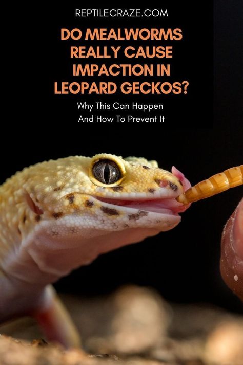 Mealworms are a popular food for reptiles of all types, including leopard geckos, because they are readily available and easy to breed and keep. However, you may wonder whether mealworms can be an impaction risk for your leopard gecko. Leopard Gecko Names, Leopard Gecko Food List, Leopard Gecko Diet, Leopard Gecko Needs, Leopard Geckos Cute, Leopard Gecko Tank, Leopard Gecko Care, Lizard Types, Blue Tongue Skink