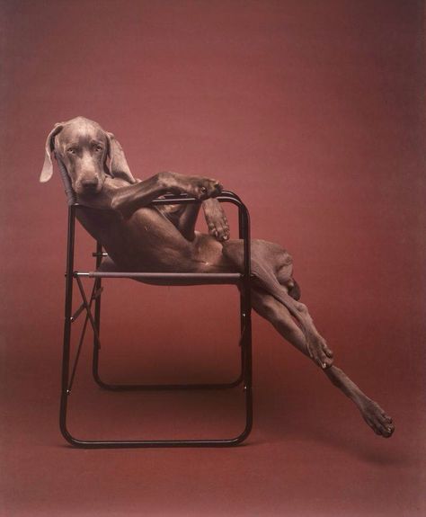 Weimaraner dog big sitting in chair posing art William Wegman, A Dog