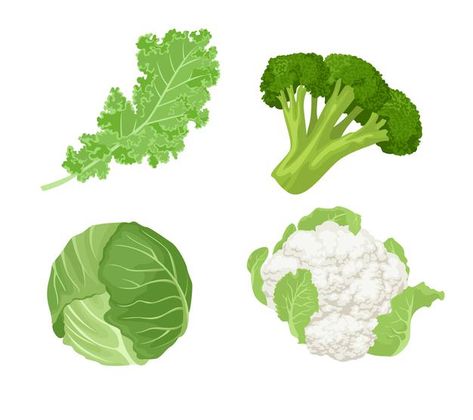 Cartoon cabbage, kale, broccoli and caul... | Premium Vector #Freepik #vector #food #leaf #green #cartoon Cabbage Cartoon, Cabbage Illustration, Broccoli Illustration, Kale Vegetable, Name Of Vegetables, Cabbage Vegetable, Types Of Cabbage, Vegetable Drawing, Premium Vector Cartoon