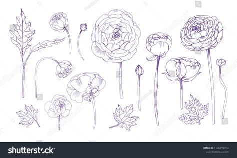 Hand drawn outline floral elements set. Collection with ranunculus flowers. Ranunculus Drawing, Ranunculus Centerpiece, Ranunculus Arrangement, Ranunculus Boutonniere, Ranunculus Wedding, Ranunculus Flowers, Free Hand Drawing, Flower Sketches, Hand Drawn Vector Illustrations