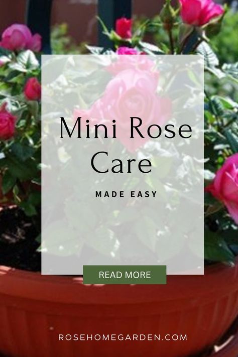 mini roses  mini roses care in door caring mini rose Mini Rose Bush Care, Mini Roses Care Indoor, Mini Roses Outdoors, Indoor Roses, Rose Bush Care, Rosé Back, Yard Plants, Rose Gardening, Rose Bushes