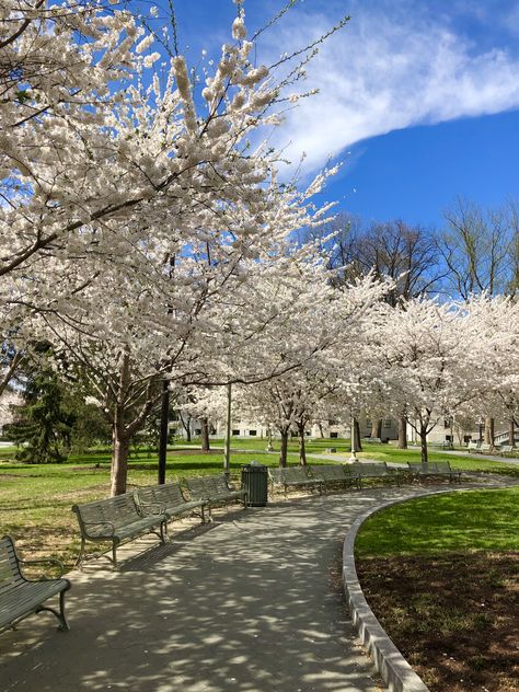 ‪#blossom #sky #clouds #spring #mikephillipspic #dailyphoto #dailypic #naturephotos #park #harrisburg #pa 255/365‬ Harrisburg Pa, Sky Clouds, Daily Photo, Park Bench, Nature Photos, Blossom, Outdoor Decor, Nature