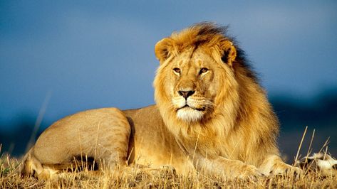 Download wallpaper 1920x1080 lion, king of beasts, lie, look, mane full hd, hdtv, fhd, 1080p hd background World Lion Day, Wild Animal Wallpaper, Panthera Leo, Beautiful Lion, Lion Poster, Lion Wallpaper, Images Disney, Male Lion, Lion Pictures