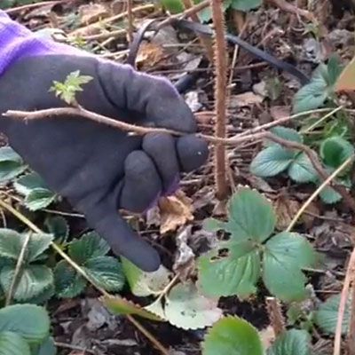 How to prune a raspberry plant Raspberry Pruning, Pruning Raspberries, Growing Berries, Raspberry Plant, Pruning Tomato Plants, Growing Raspberries, Garden Bed Layout, Raspberry Plants, Berry Garden