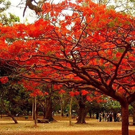 Add a splash of fiery beauty to your garden or indoor space with the Gulmohar Plant Tree (Delonix regia). Known for its ornamental value, the Gulmohar tree is a popular choice for adding a touch of tropical charm to any landscape. #ad Delonix Regia, Royal Poinciana, Jacaranda Tree, Tree Seedlings, Flame Tree, Fast Growing Trees, Tree Seeds, Ornamental Trees, Colorful Trees