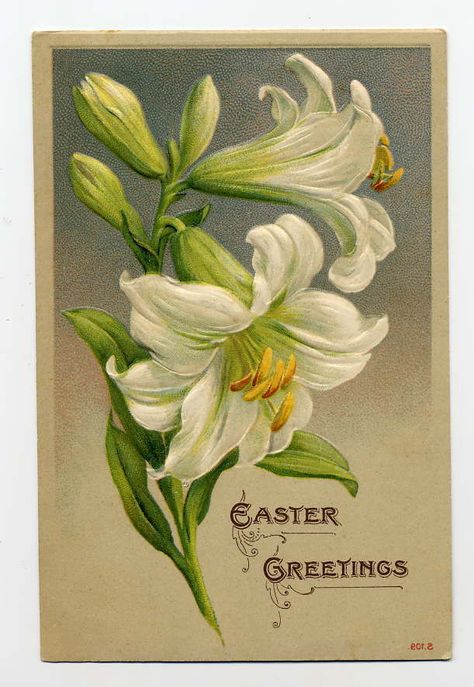 Easter Lily Flower, Lily Images, Lilies Drawing, White Lily Flower, Vintage Easter Postcards, Vintage Easter Cards, Lily Painting, Easter Lily, Watercolor Painting Techniques