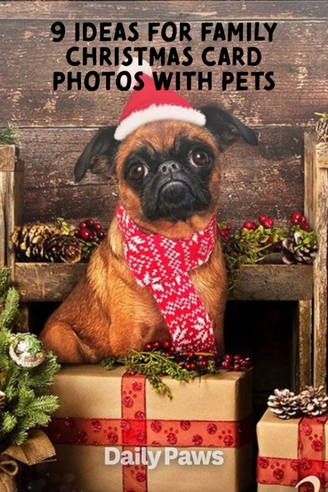 Sending out Christmas cards and want to include your dog in the picture? Here's how! #petetiquette #petowner #petparent #activepets #dogactivities #catactivities Funny Dog Holiday Card Photo Ideas, Pet Christmas Portraits, Animal Christmas Cards Photo Ideas, Puppy First Christmas, Funny Pet Christmas Cards, Christmas Cards With Pets, Holiday Card With Dog, Pet Christmas Cards Photo Ideas, Dog Christmas Pictures Holiday Cards