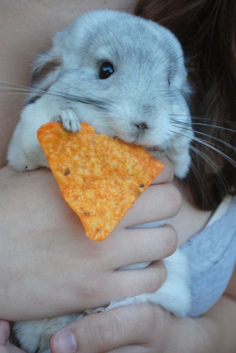 Chinchilla! this is the freakin most adorable picture of a chinchilla ever!!!! LUV IT!!!!!!!!!!!!!!! Chinchilla Cute, Chinchilla Pet, A Hamster, Chinchillas, Cute Animal Pictures, Hamsters, Cute Creatures, Sweet Animals, Adorable Animals