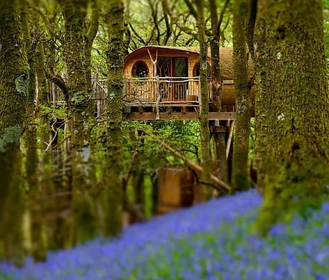 Living Room Treehouse Experience | Wales | living-room.co: pour notre futur séjour au Pays de Galles? Shoe House, Luxury Tree Houses, Welsh Countryside, Canopy And Stars, Treehouse Hotel, Magical Tree, Snowdonia National Park, Pub Set, Glamping Site