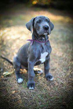 Great Dane puppy Blue Great Dane Puppies, Blue Great Dane, Great Dane Puppies, Cute Dog Costumes, Blue Great Danes, Dane Puppies, Great Danes, Great Dane Puppy, Dane Dog