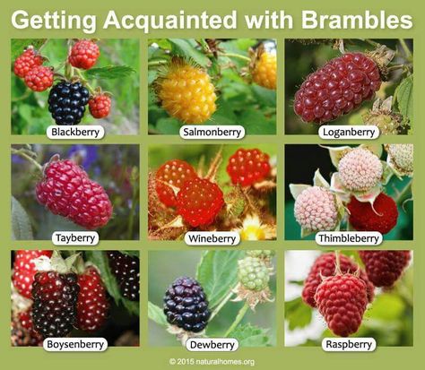 . Berry Identification, Growing Tomatoes In Pots, Raspberry Trellis, Tomatoes In Pots, Growing Blackberries, Growing Raspberries, Types Of Berries, Berry Garden, Growing Fruit Trees