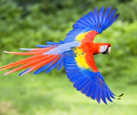 Parrots Photography, Spix Macaw Art, Burung Kakatua, Hyacinth Macaw Pets, Parrot Flying, Parrot Tattoo, Red And Green Macaw, Corcovado National Park, Motif Jungle