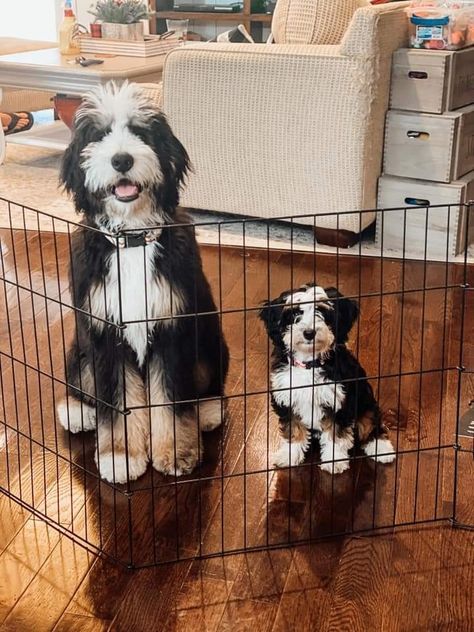 Shaved Bernedoodle, Berne Doodle, Bernadoodle Mini, At Berdoodle, Bernie Doodle Puppies, Mini Bernedoodle Merle, Aussie Doodle Puppy, Saintberdoodle Puppies, Bernadoodle Puppy