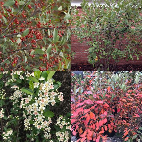 Chokeberry (Aronia arbutifolia or melanocarpa) is the perfect option to the invasive burning bush. Offering fruit (black or red), flowers and fall color, native chokeberry is the total plant package! Black Chokeberry Bush, Chokeberry Bush, Plant Schedule, Aronia Melanocarpa, Privacy Landscaping, Burning Bush, Wild Garden, Foundation Planting, Landscape Plan