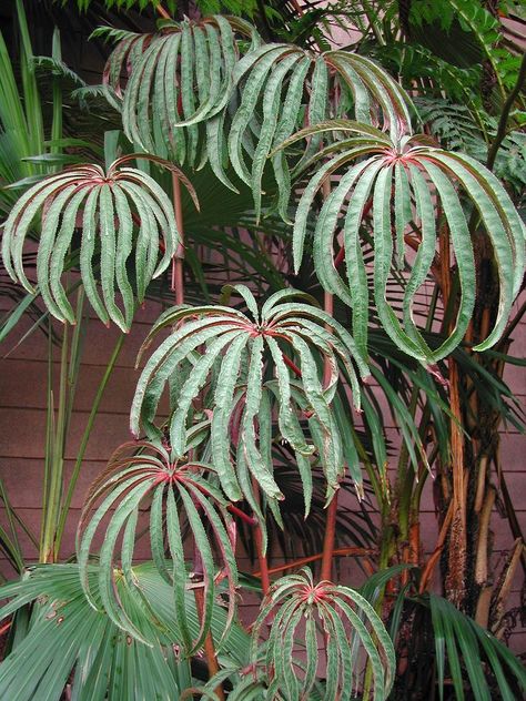 Begonia luxurians - "This is a great example of : Don't fall for the words "Rare" and "Exotic" Great Plant (Shop around)  begonia luxurians is a species with a shrub habit. It is a large, strong grower with palmlike leaves and white flowers.. Slender Fingers, Begonia Luxurians, Palm Tree Leaf, Plant Shop, Unusual Plants, Different Plants, Plant Species, Foliage Plants, Shade Plants