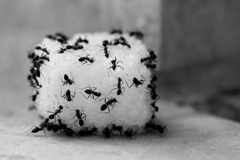 Home Remedies For Ants, Ants Activities, Sugar Ants, Ant Bites, Ant Repellent, Ant Problem, Ants In House, Ant Colony, Kill Ants