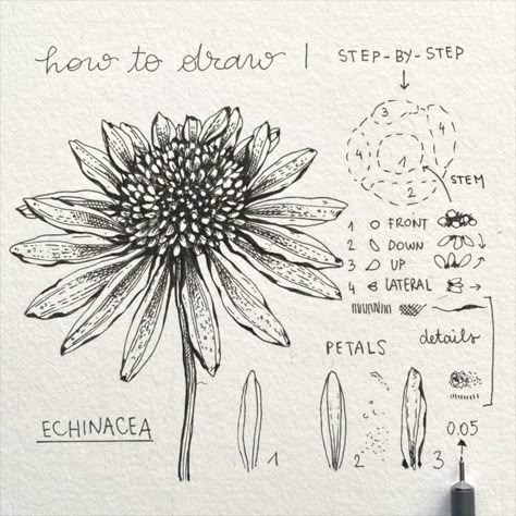 Echinacea Illustration, Echinacea Drawing, Botanical Sketchbook, Fineliner Art, Botanical Line Drawing, Flower Drawing Tutorials, Draw Flowers, Pen Art Drawings, Calligraphy Pen