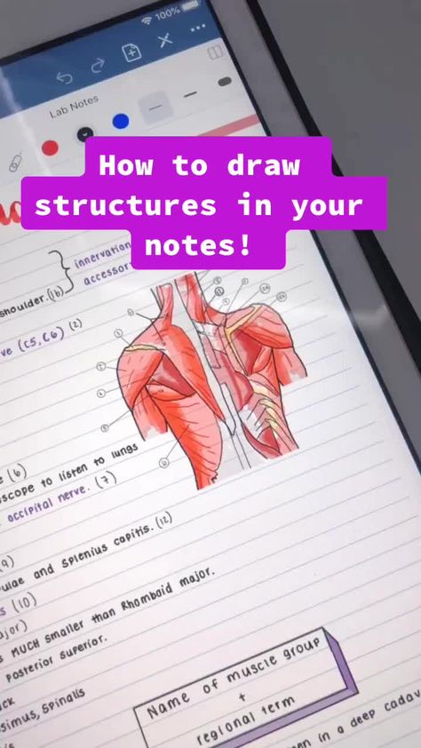 Re-doing my most viral video #Kolors #foryoupage #fyp #ipadnotes #notes #tiktok #goodnotes #feature #anatomy #nursingstudent #tutorial Medical School Notes Ipad, How To Make Aesthetic Digital Notes, Goodnotes Notes Ideas Medicine, Notes On Ipad Goodnotes, Ipad Study Notes Aesthetic, Nursing Notes Aesthetic Ipad, How To Write In Goodnotes, Aesthetic Med School Notes, Aesthetic Tablet Notes