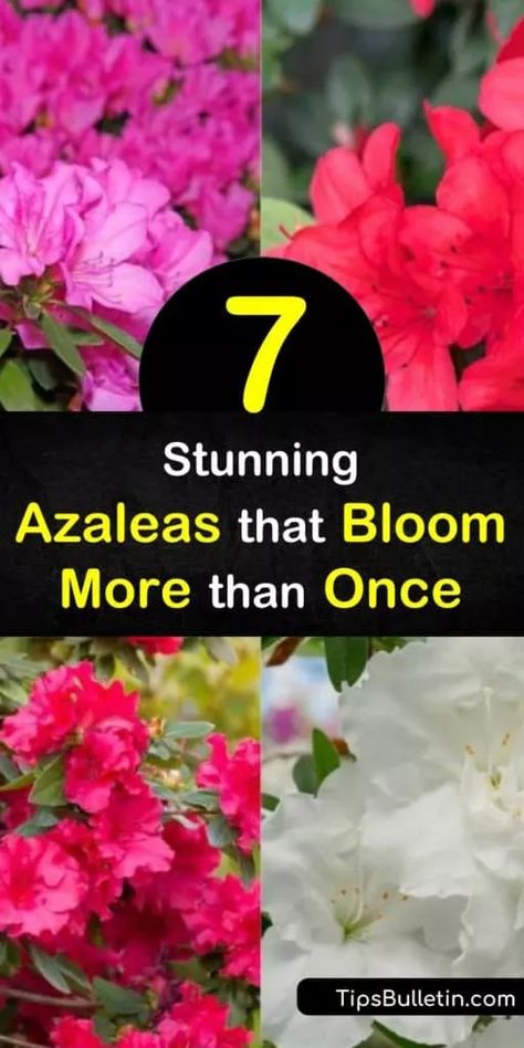 Autumn Twist Encore Azalea, Azealas Landscaping, Encore Azaleas Landscaping, Azealia Flower, Yard With Flowers, Azaleas Landscaping, Azaleas Care, Encore Azaleas, Azalea Garden